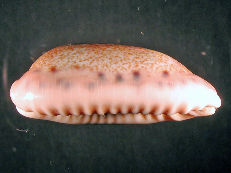 Cypraeidae del Mediterraneo