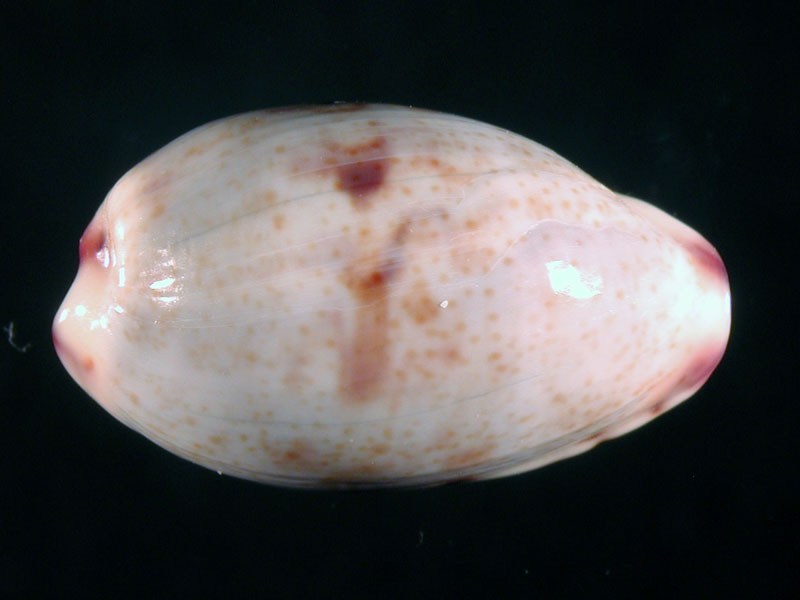 Cypraeidae del Mediterraneo