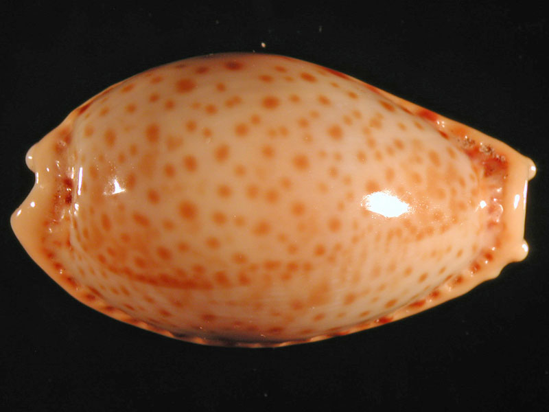 Cypraeidae del Mediterraneo