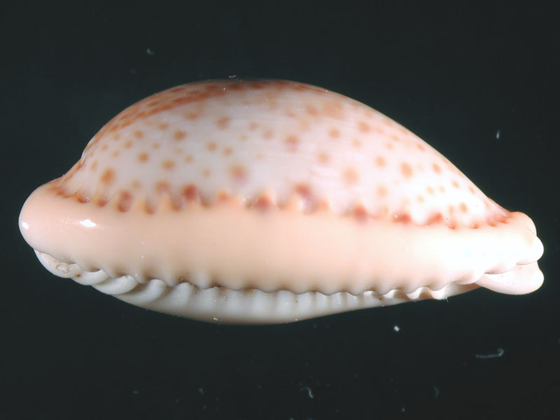 Cypraeidae del Mediterraneo