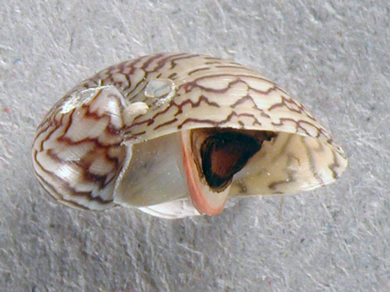 Theodoxus danubialis