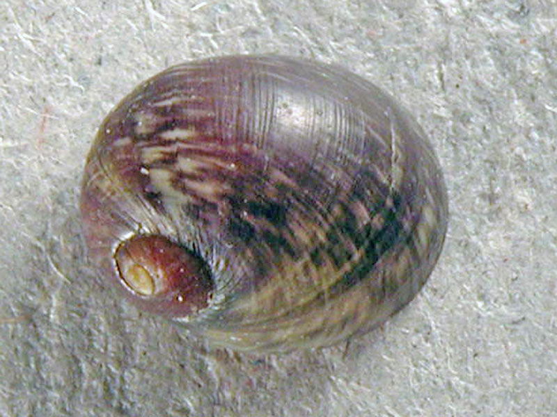 Theodoxus danubialis