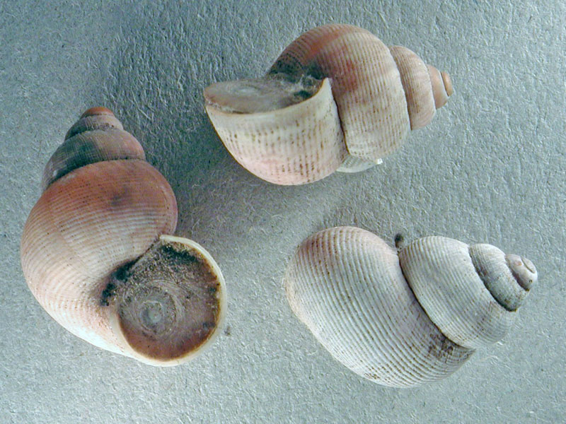 tudorella sulcata (Draparnaud,1805)