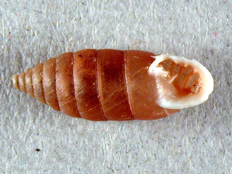 Granaria illyrica