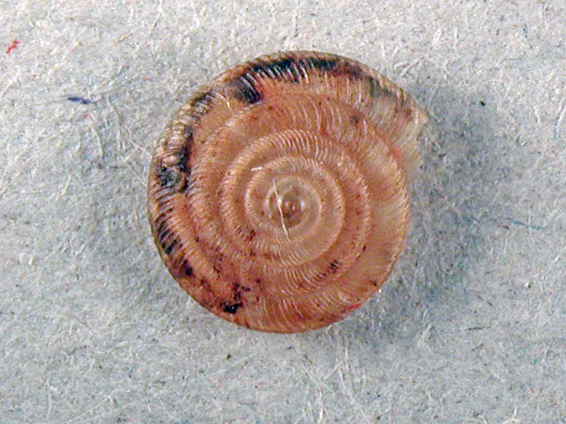 Discus rotundatus