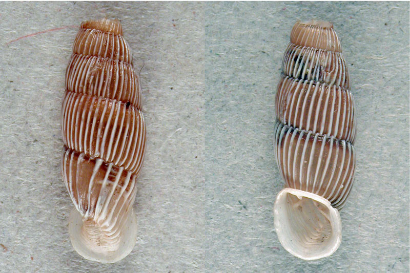 Papillifera cf. papillaris