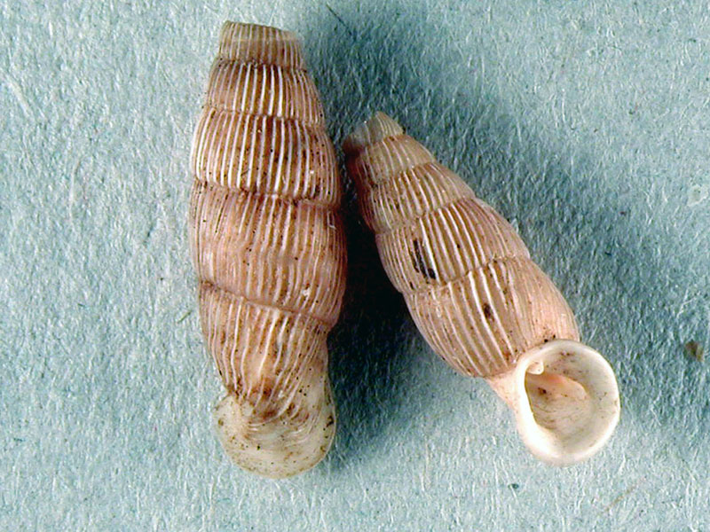 Papillifera cf. papillaris