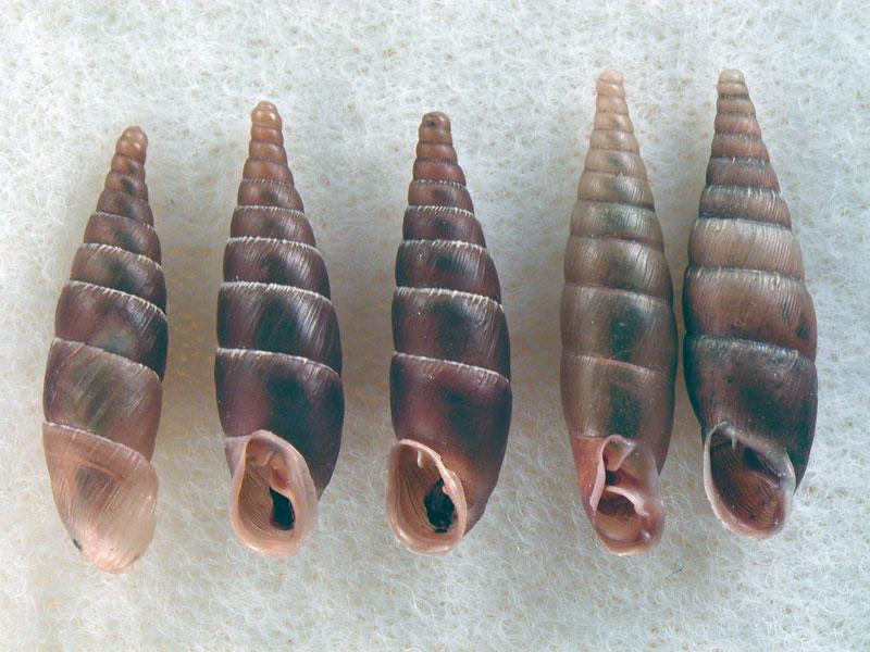 itala rubiginea ???