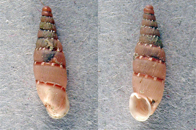 Papillifera papillaris (O.F. Müller, 1774)