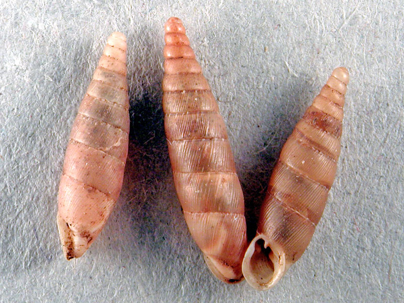 Papillifera papillaris (O.F. Mller, 1774)