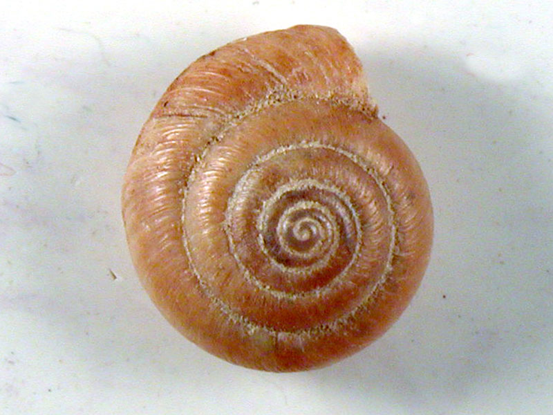 Caracollina (Caracollina) lenticula (Michaud, 1831)