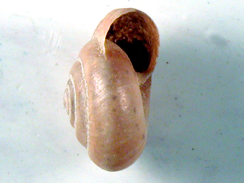 Caracollina (Caracollina) lenticula (Michaud, 1831)