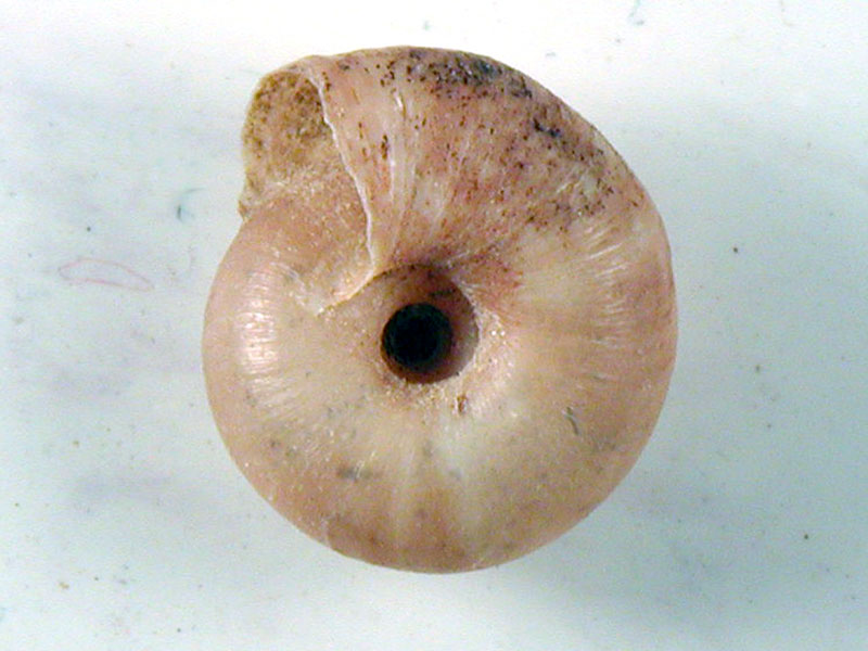 Caracollina (Caracollina) lenticula (Michaud, 1831)