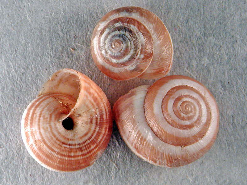 Cernuella sp.