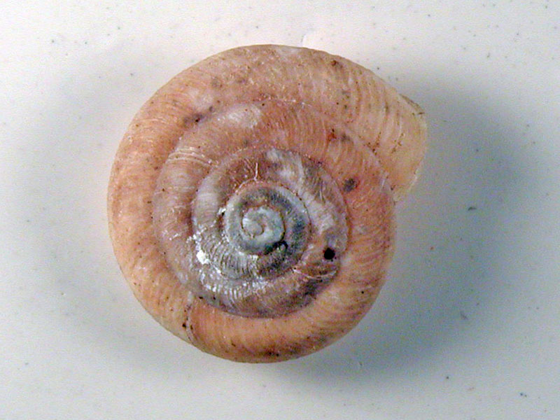 Caracollina lenticula