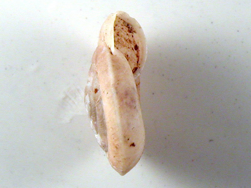 Caracollina lenticula