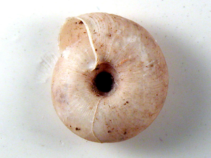 Caracollina lenticula