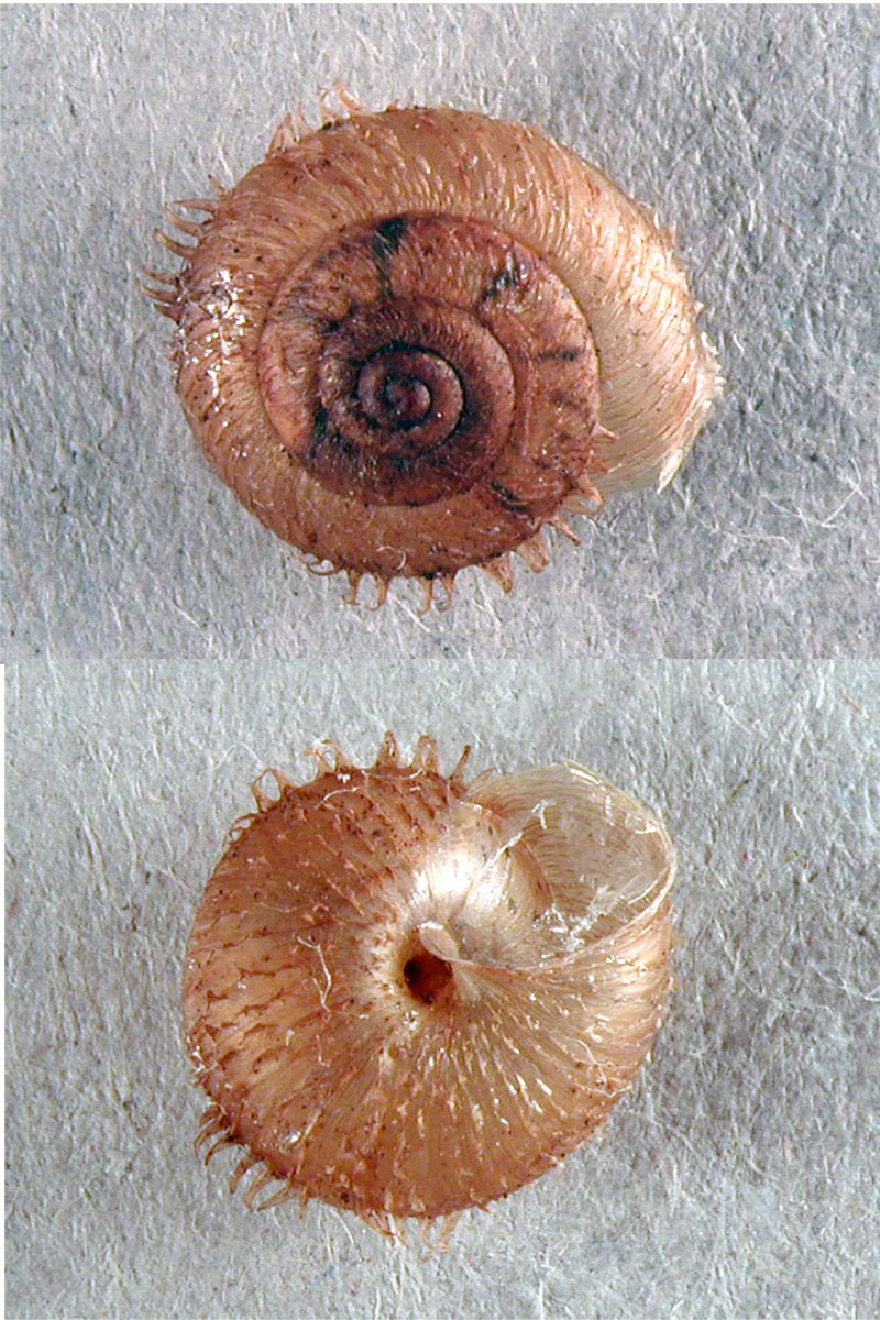 Ciliella ciliata (Hartmann, 1821)