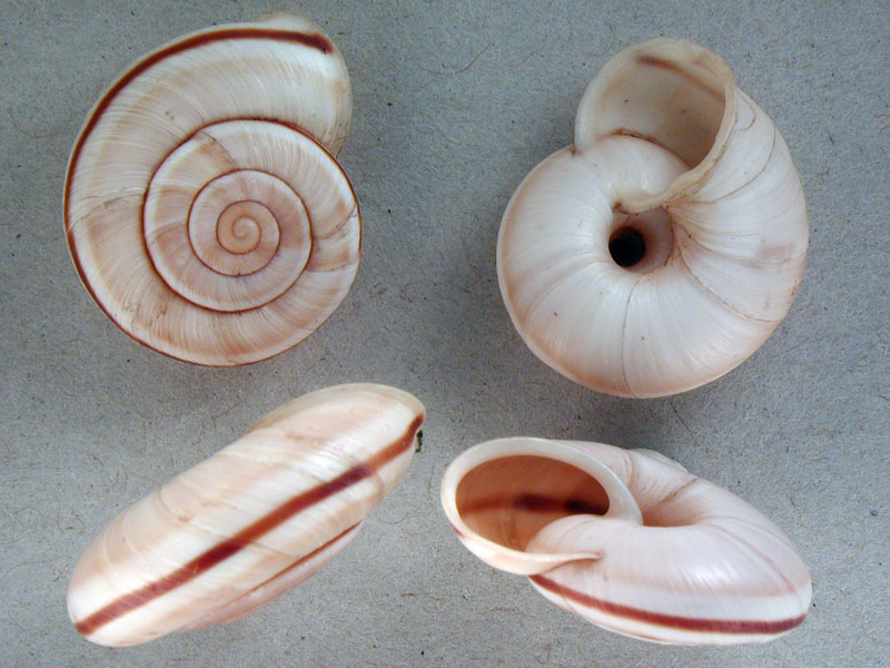 Chilostoma (Chilostoma) cingulatum preslii(Rossmassler,1836)