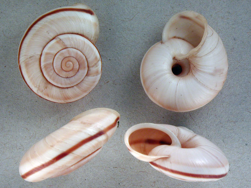 Chilostoma (Chilostoma) cingulatum preslii(Rossmassler,1836)