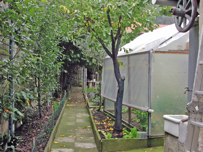 Ancora Armillaria mellea