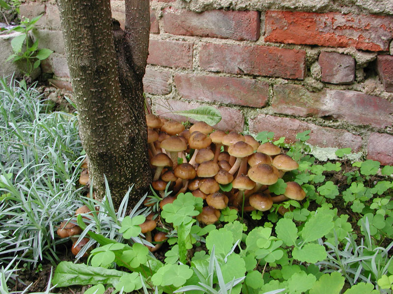 Ancora Armillaria mellea