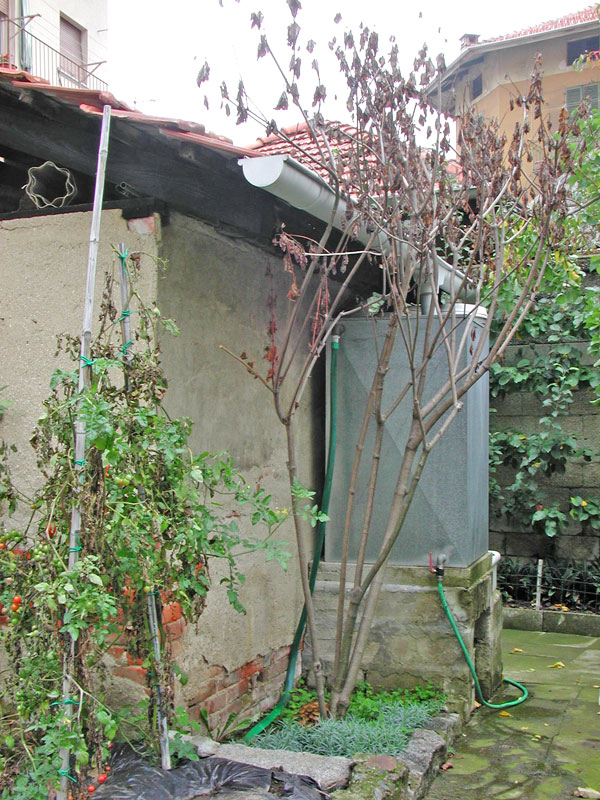 Ancora Armillaria mellea