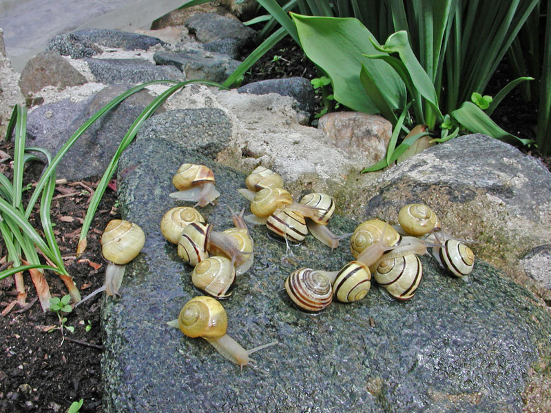 Cepaea nemoralis