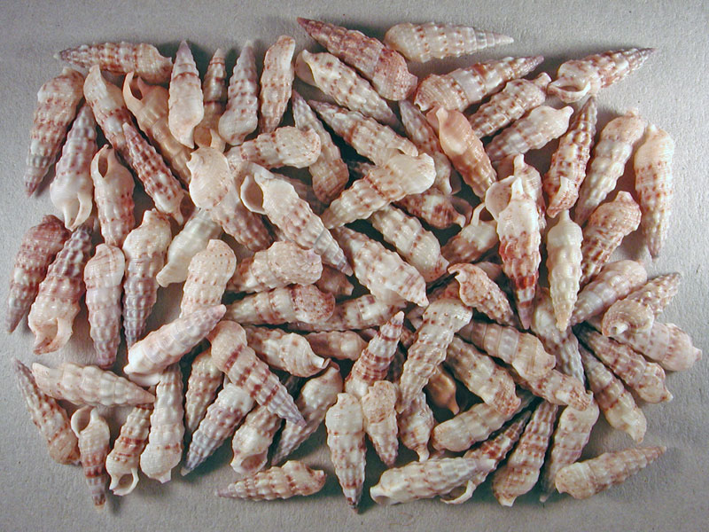 Cerithium protractum