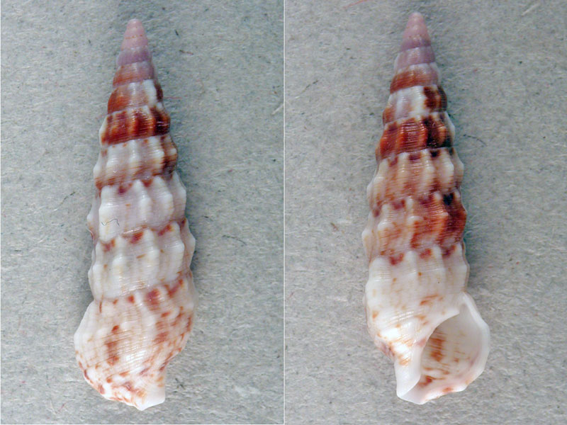 Cerithium protractum