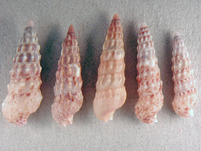 Cerithium protractum