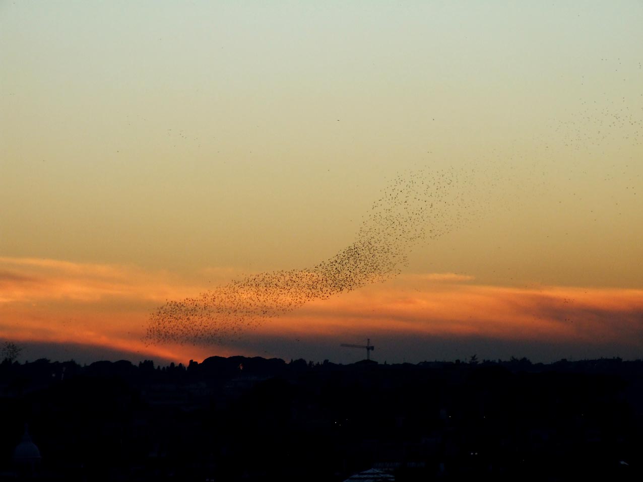 Storni su Roma (Sturnus vulgaris)