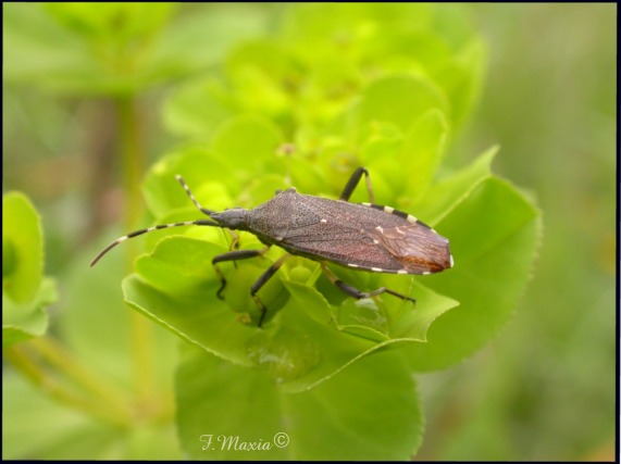 Dicranocephalus agilis