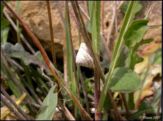 Chiocciola molto depressa: Trochoidea elegans