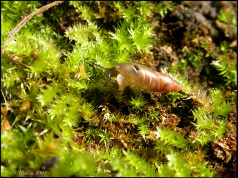 Ferussacia folliculus e Hohenwartiana hohenwartii