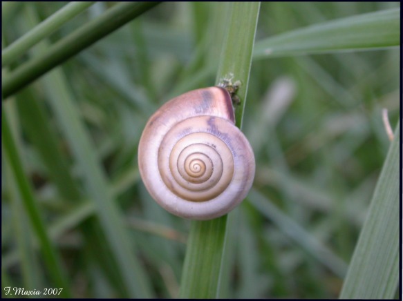 Monacha cartusiana