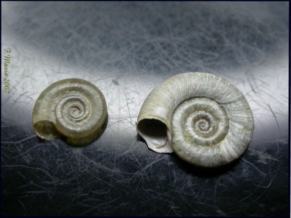 Planorbis planorbis (Linnaeus, 1758)