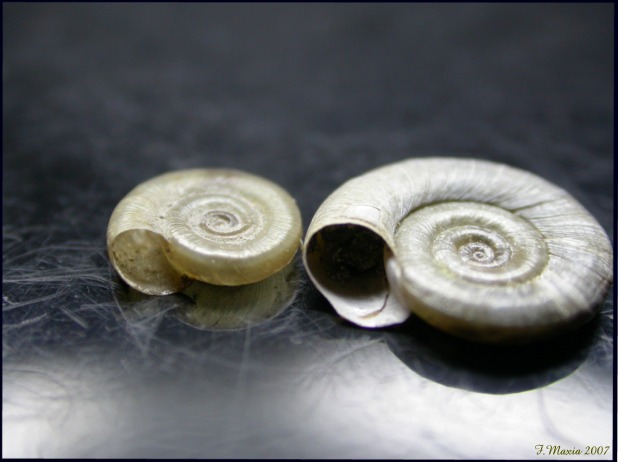 Planorbis planorbis (Linnaeus, 1758)