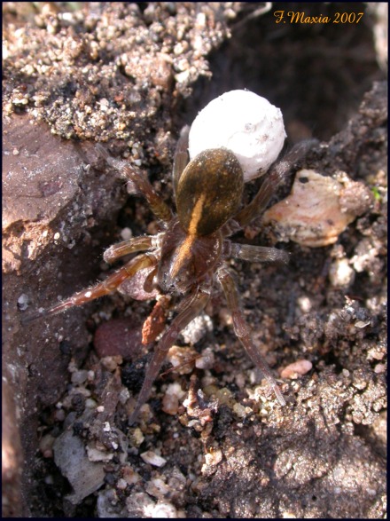 Ragno (piccolo Lycosidae) zone umide