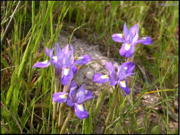 Moraea sisyrinchium / Giaggiolo dei poveretti