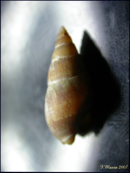 Nassarius corniculus