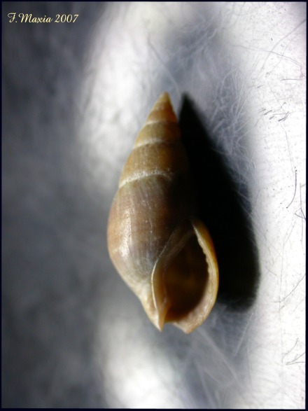 Nassarius corniculus