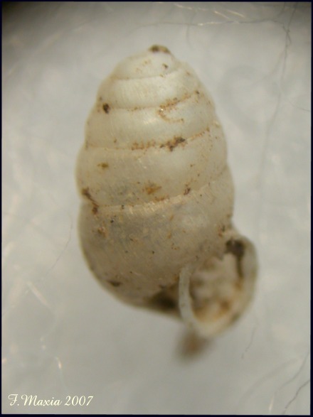 Lauria (Lauria) cylindracea (Da Costa, 1778)