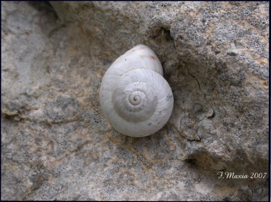 Marmorana (Marmorana) serpentina (Fèrussac, 1821)