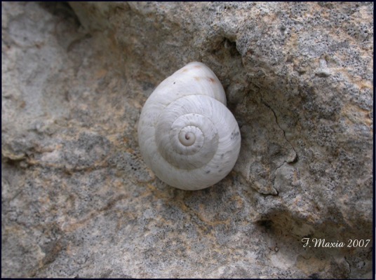 Marmorana (Marmorana) serpentina (Frussac, 1821)