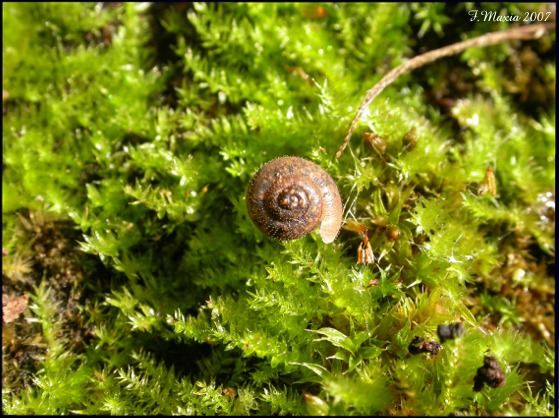 Ichnusotricha berninii Giusti & Manganelli, 1987