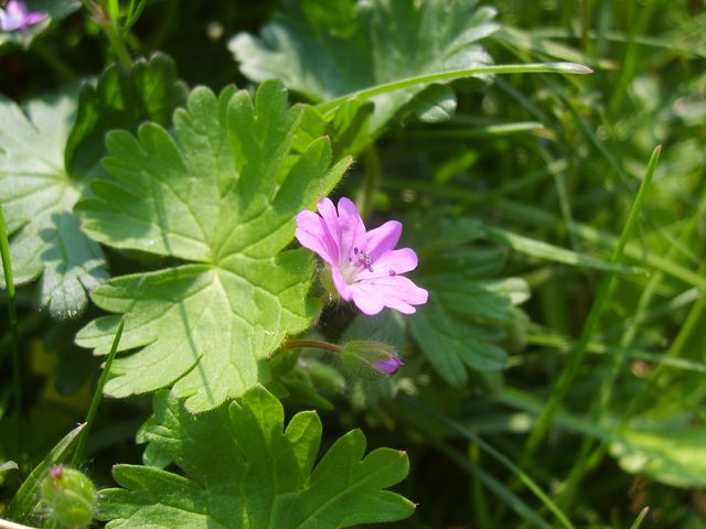 Geranium molle / Geranio volgare