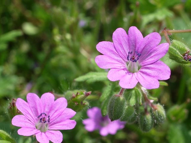 Geranium molle e Geranium dissectum