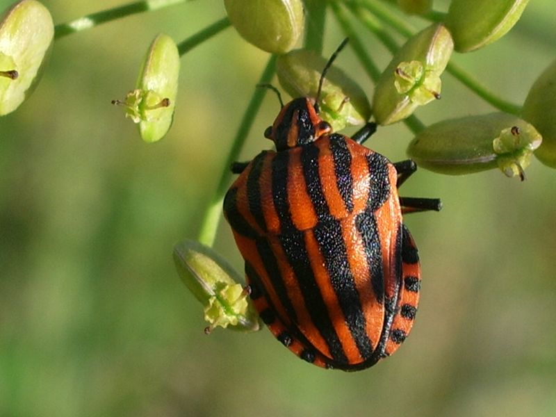 Coleotteri da idenficare