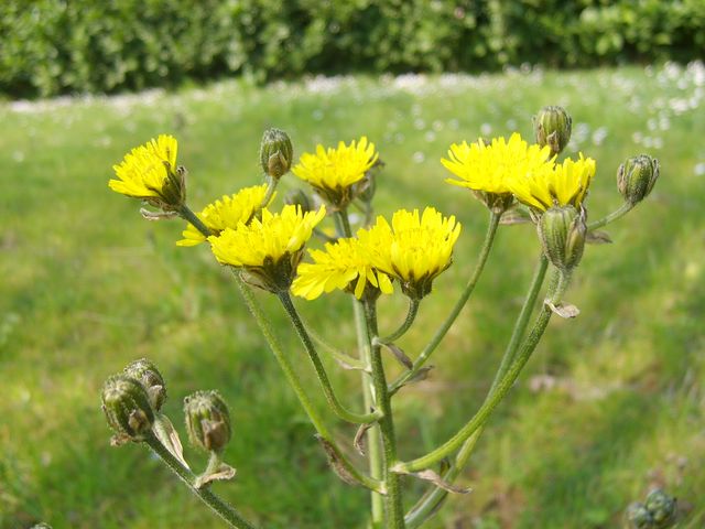 Crepis vesicaria / Radicchiella vescicosa